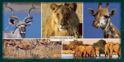 Various animals found in Etosha