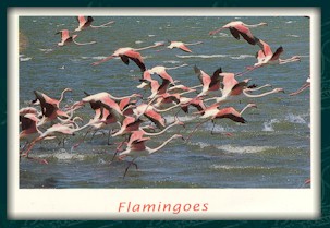 Flamingoes