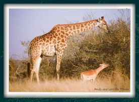 Giraffe and Impala