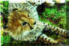 Cheetahcub.jpg (217904 bytes)