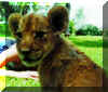 Lioncub.jpg (140474 bytes)