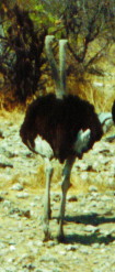 Ostrich.jpg (15588 bytes)